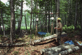 Photograph of an unidentified researcher weighing felled bolts of sugar maple (Acer saccharum) at...