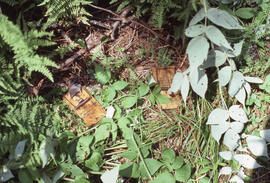 Photograph of small mammal snap traps in action, Riverside site, central Nova Scotia