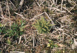 Photograph of young conifers and surrounding vegetation after one spray at the Antrim site, Halif...