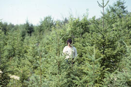 Photograph of Bill Freedman standing in a thicket of planted spruce in a Riverside spray plot, ce...