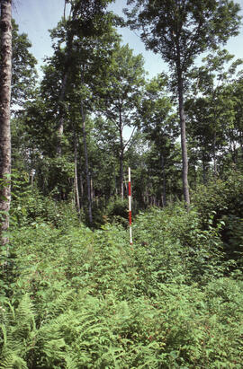 Photograph of an unidentified researcher measuring forest biomass in a 4 to 5-year-old thin hardw...