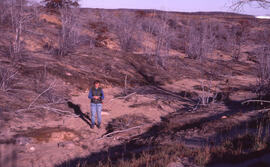 Photograph of an unidentified person standing amid barren trees at the Falconbridge site, near Su...