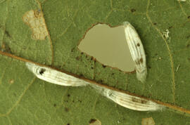 Photograph of red oak leaf damage from acidic particulates, near the Tufts Cove generating statio...