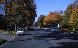 Photograph of cars parked along a tree-lined street