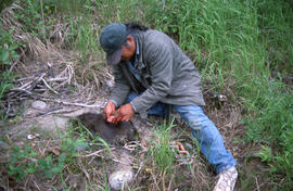 Photograph of an unidentified person of Innu descent preparing a porcupine near Mishta-shipu, New...