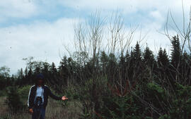 Photograph of an unidentified person standing next to red maple and balsam fir regrowth after one...