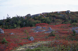 Photograph of the Polly Cove Barrens, Halifax County, Nova Scotia