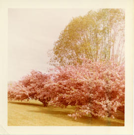Photograph of the flowering Chinese crab apple trees near the Benning-Coolidge House in Little Ha...