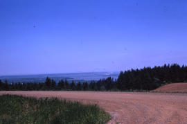 Photograph of a dirt road with trees and grass