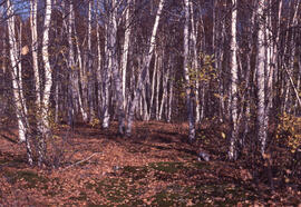 Photograph of a birch transition area near Sudbury, Ontario