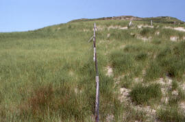 Photograph of a sparse Ammophila (marram grass) enclosure on Sable Island