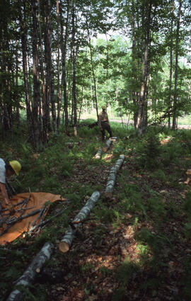 Photograph of unidentified researchers bucking sugar maple (Acer saccharum) and sorting branches ...