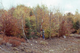 Photograph of an unidentified researcher making forest biomass measurements at Site 16, a thirtee...