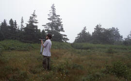Photograph of an unidentified person standing in Mountain avens (Geum peckii) habitat, Brier Isla...