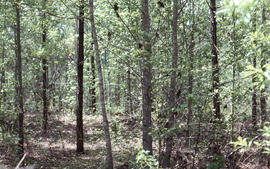Photograph of a Pinus taeda (Loblolly pine) stand prior to clearing brush at an unidentified cent...