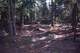 Photograph of an area cleared of spruce budworm damaged trees, Point Pleasant Park, Halifax, Nova...