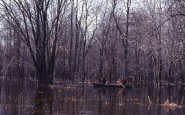 Photograph of two unidentified people in a canoe in an unidentified swamp