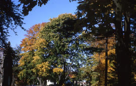 Photograph of a tree with green and yellow leaves