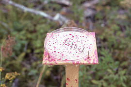 Photograph of a petri dish containing Rhodamine spray deposition at the Riverside site, central N...