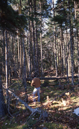 Photograph of Bill Freedman gathering foliage at Aylesford Lake, Kings County, Nova Scotia