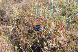 Photograph of Thread-leaved sundew (Drosera filiformis) habitat at Baccaro bog, Shelburne County,...