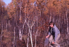 Photograph of an unidentified person standing in a birch transition zone near Sudbury mining faci...