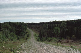 Photograph of vegetation regrowth in Plot 5 one year after glyphosate spraying, from dirt road in...