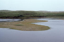 Photograph of a brackish pond near Lifesaving Station Number 3 on Sable Island
