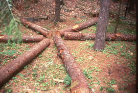 Photograph of a group of bait logs organized in a spoke formation to attract Tetropium fuscum (Br...