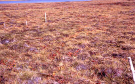 Photograph of the Eriophorum (sedge) meadow control site one month after spill, near Tuktoyaktuk,...