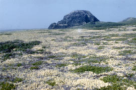 Photograph of the tundra near George River, Quebec