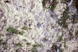 Photograph of reindeer lichen (Cladonia rangiferina spp. Cladina), with size reference, near Vois...