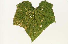 Photograph of cucumber plant leaf damage from acidic particulates, near the Tufts Cove generating...