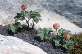 Photograph of a plant with berries in Fort Chimo, Quebec