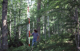 Photograph of an unidentified researcher measuring forest biomass at Plot 3 Control, Riverside si...