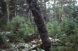 Photograph of advancing fir regeneration at a clearcut site near Corner Brook, Newfoundland