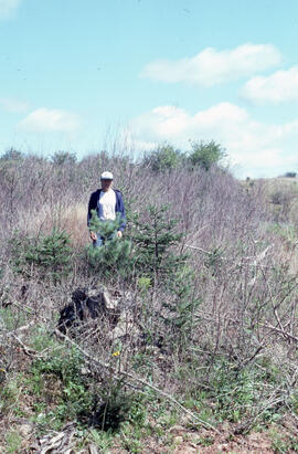 Photograph of an unidentified person standing in slow regrowth one year after glyphosate spraying...