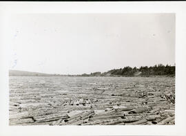 Photograph of Mersey Paper Company logs floating down the LaHave River