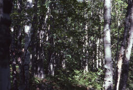 Photograph of forest biomass growth at Site 2, a sixty-year growth stand at an unidentified centr...