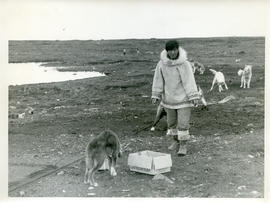 Photograph of a man in a light-coloured parka with several dogs on the tundra in Povungnituk, Quebec
