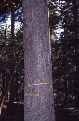 Photograph of resinosis after spruce budworm infestation at Point Pleasant Park, Halifax, Nova Sc...