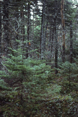 Photograph of intact fir and spruce forest near a clearcut site outside Corner Brook, Newfoundland