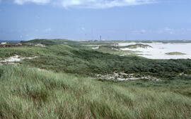 Photograph of rich Ammophila grasslands near weather station on Sable Island