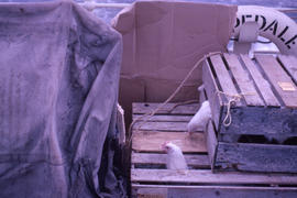 Photograph of a chicken looking out of a crate on a ship in Newfoundland and Labrador