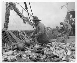 Photograph of Nova Scotian fishermen at sea