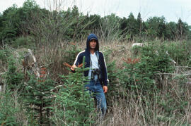 Photograph of an unidentified researcher standing in a Balsam fir stand damaged by glyphosate, fi...