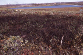 Photograph of modest regrowth at the Salix Hill spill site after one month, near Tuktoyaktuk, Nor...