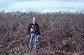 Photograph of an unidentified researcher standing amid green alder (Alnus crispa) near Tuktoyaktu...