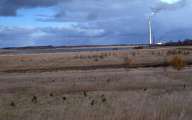 Photograph of the revegetation of a former tailings area near the Inco Superstack at the Copper C...