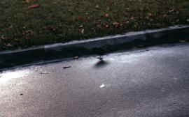 Photograph of a bird on the road in Bonn
